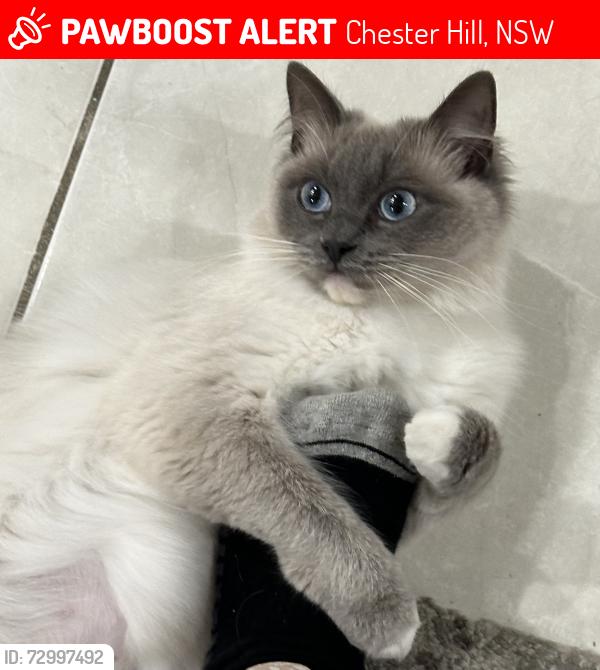 Lost Female Cat last seen Near warrawidgee road chesterhill/ woodville road , Chester Hill, NSW 2162