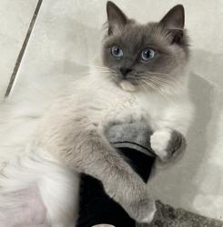 Lost Female Cat last seen Near warrawidgee road chesterhill/ woodville road , Chester Hill, NSW 2162