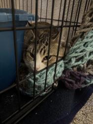 Reunited Unknown Cat last seen Ustick & Cole, Boise, ID 83704