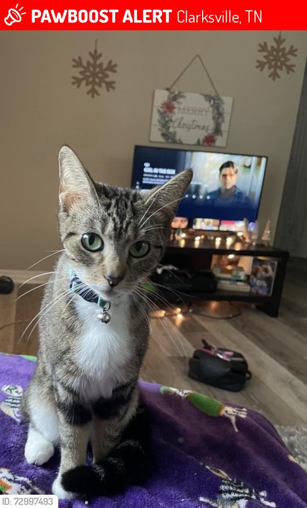 Lost Female Cat last seen Woody hills drive, Clarksville, TN 37040
