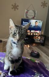 Lost Female Cat last seen Woody hills drive, Clarksville, TN 37040