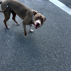 Lost Female Dog last seen Near and Sun Lake Blvd, Pasco County, FL 33558