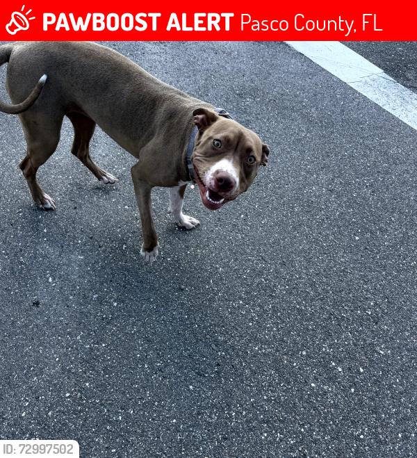 Lost Female Dog last seen Near and Sun Lake Blvd, Pasco County, FL 33558