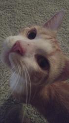 Reunited Male Cat last seen Walnut Creek apmts , Elmwood, LA 70123