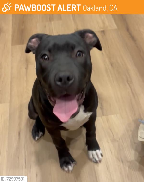 Found/Stray Male Dog last seen Burr st. , Oakland, CA 94603