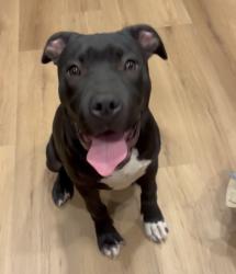 Found/Stray Male Dog last seen Burr st. , Oakland, CA 94603