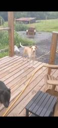Lost Female Dog last seen Epworth Road at Hawks Drive , Cana, VA 24317