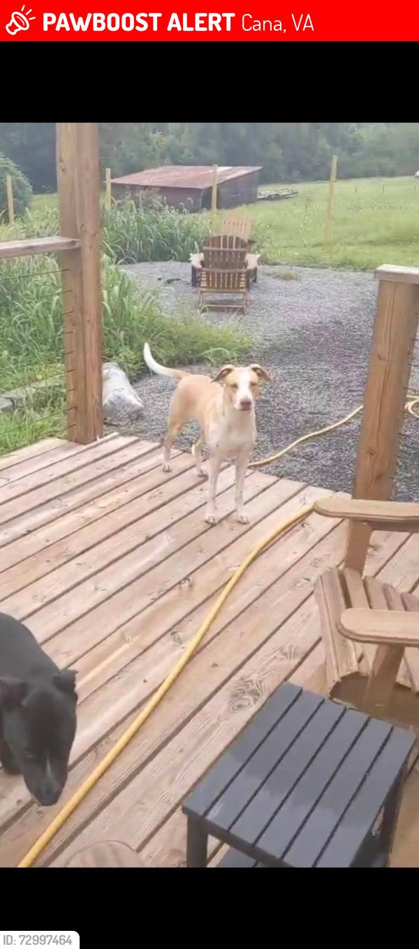 Lost Female Dog last seen Epworth Road at Hawks Drive , Cana, VA 24317