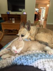 Found/Stray Male Cat last seen Near and woolen store rd , Reidsville, NC 27320