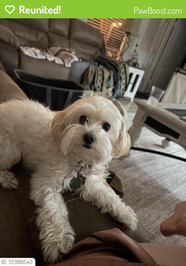Reunited Female Dog last seen Creek Bend ests , Houston, TX 77084