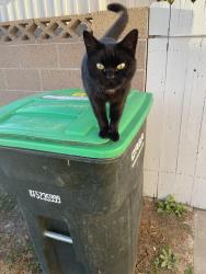 Lost Female Cat last seen Orangewood & los alamitos blvd, Rossmoor, CA 90720
