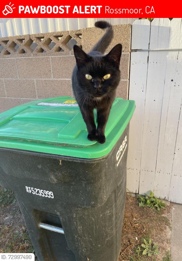 Lost Female Cat last seen Orangewood & los alamitos blvd, Rossmoor, CA 90720