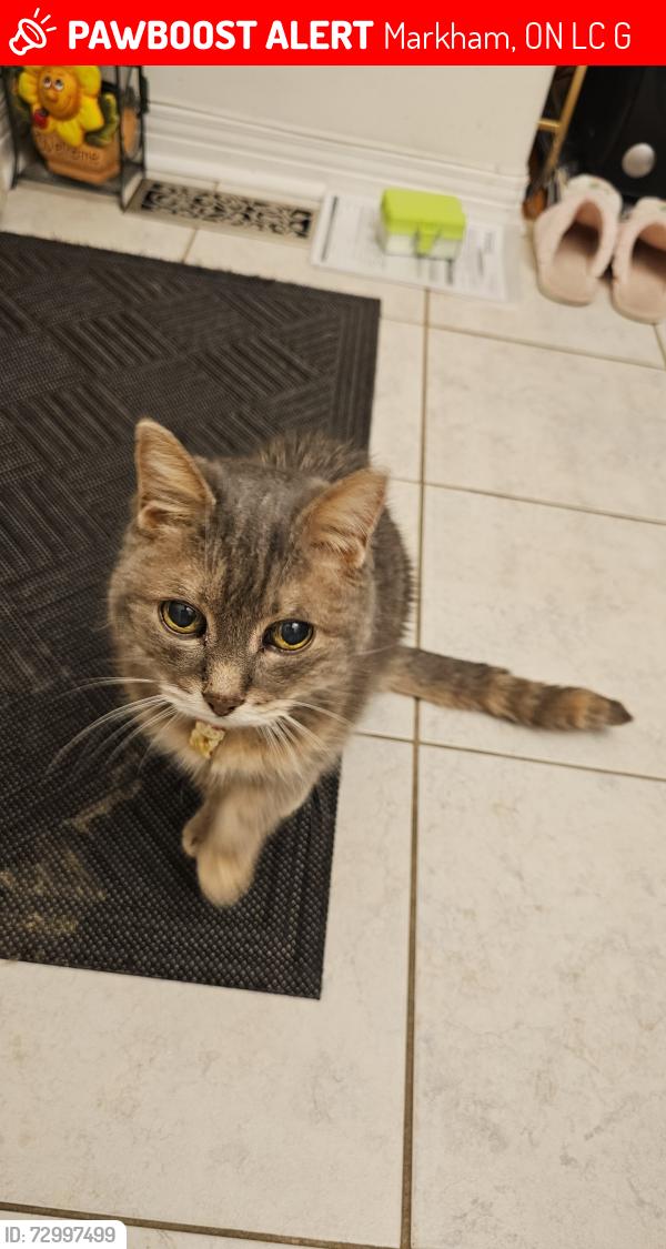 Lost Female Cat last seen Bur oak , Markham, ON L6C 3G4