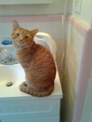 Reunited Male Cat last seen Near w, Goodlettsville, TN 37072