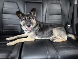Found/Stray Male Dog last seen Beach Blvd outside Knott’s Berry Farm, Buena Park, CA 90620