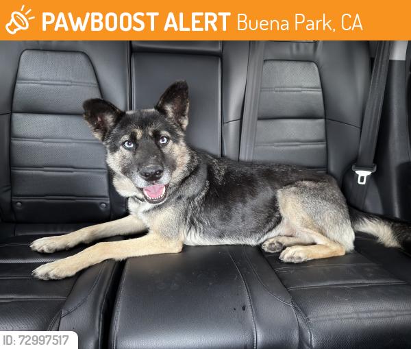 Found/Stray Male Dog last seen Beach Blvd outside Knott’s Berry Farm, Buena Park, CA 90620