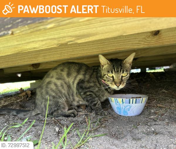 Found/Stray Unknown Cat last seen American Village, Militia Drive, Titusville, FL 32796