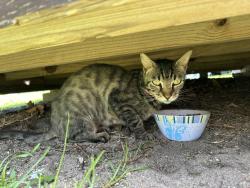 Found/Stray Unknown Cat last seen American Village, Militia Drive, Titusville, FL 32796