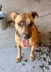 Found/Stray Male Dog last seen North 337th Avenue, Tonopah, Maricopa County, AZ 85354