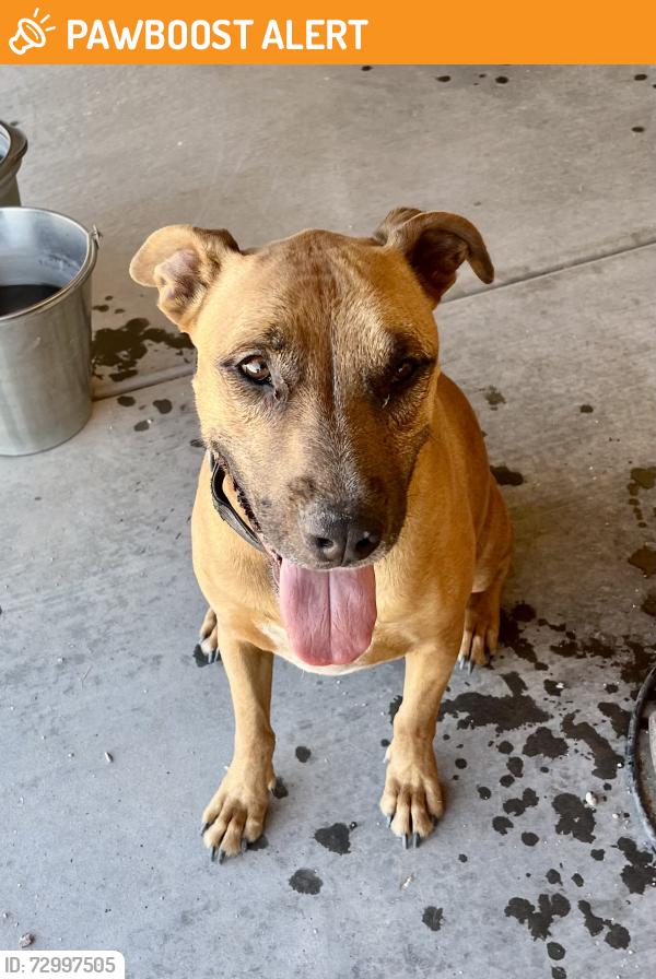 Found/Stray Male Dog last seen North 337th Avenue, Tonopah, Maricopa County, AZ 85354