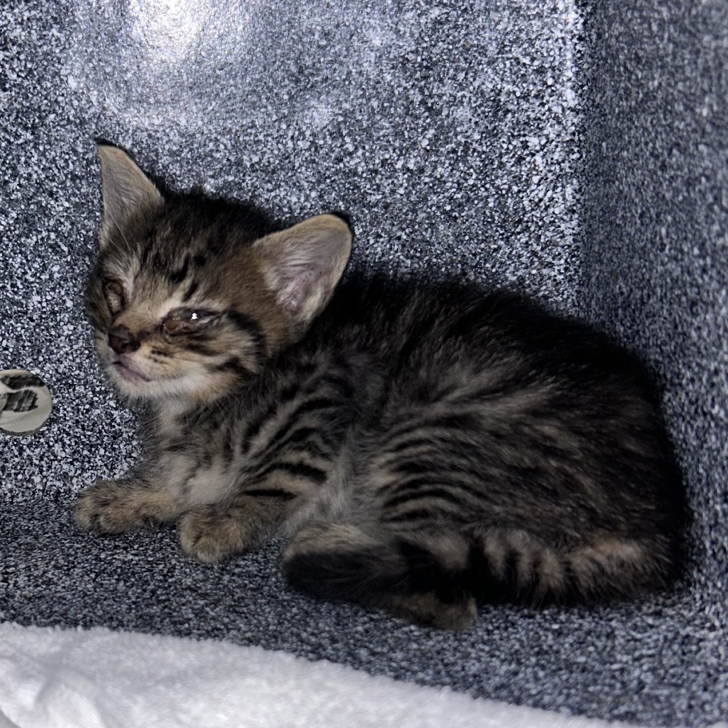 Shelter Stray Unknown Cat last seen , 328 Furman Hall Rd, Greenville, SC 29609, USA