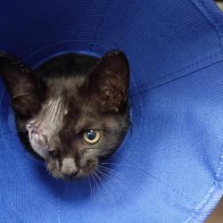Shelter Stray Female Cat last seen , 328 Furman Hall Rd, Greenville, SC 29609, USA