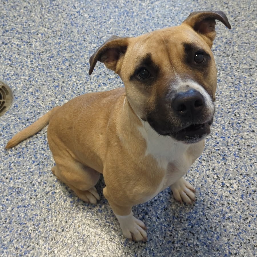 Shelter Stray Female Dog last seen , 328 Furman Hall Rd, Greenville, SC 29609, USA