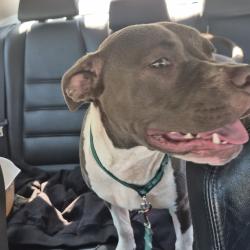 Shelter Stray Female Dog last seen , 980 Guilford College Rd, Greensboro, NC 27409, USA