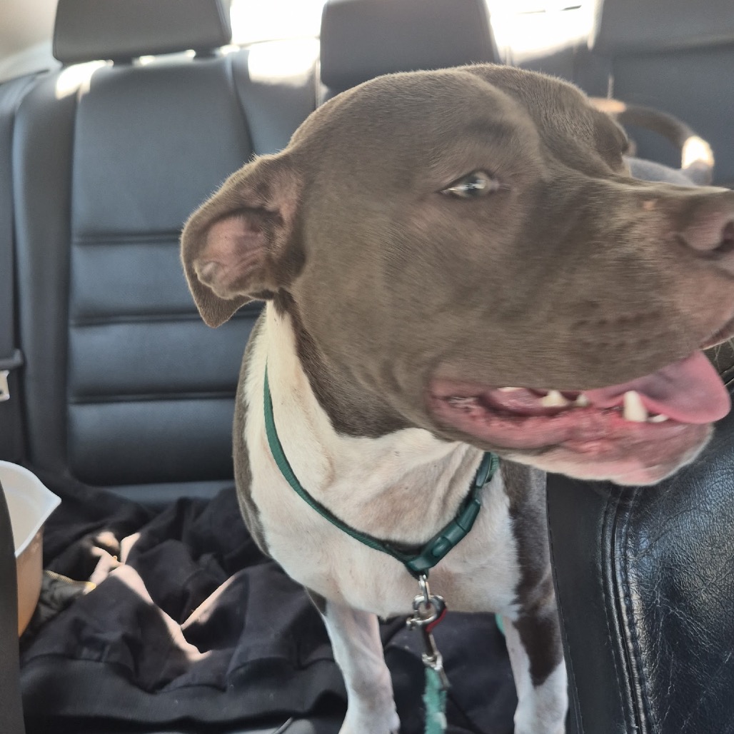 Shelter Stray Female Dog last seen , 980 Guilford College Rd, Greensboro, NC 27409, USA