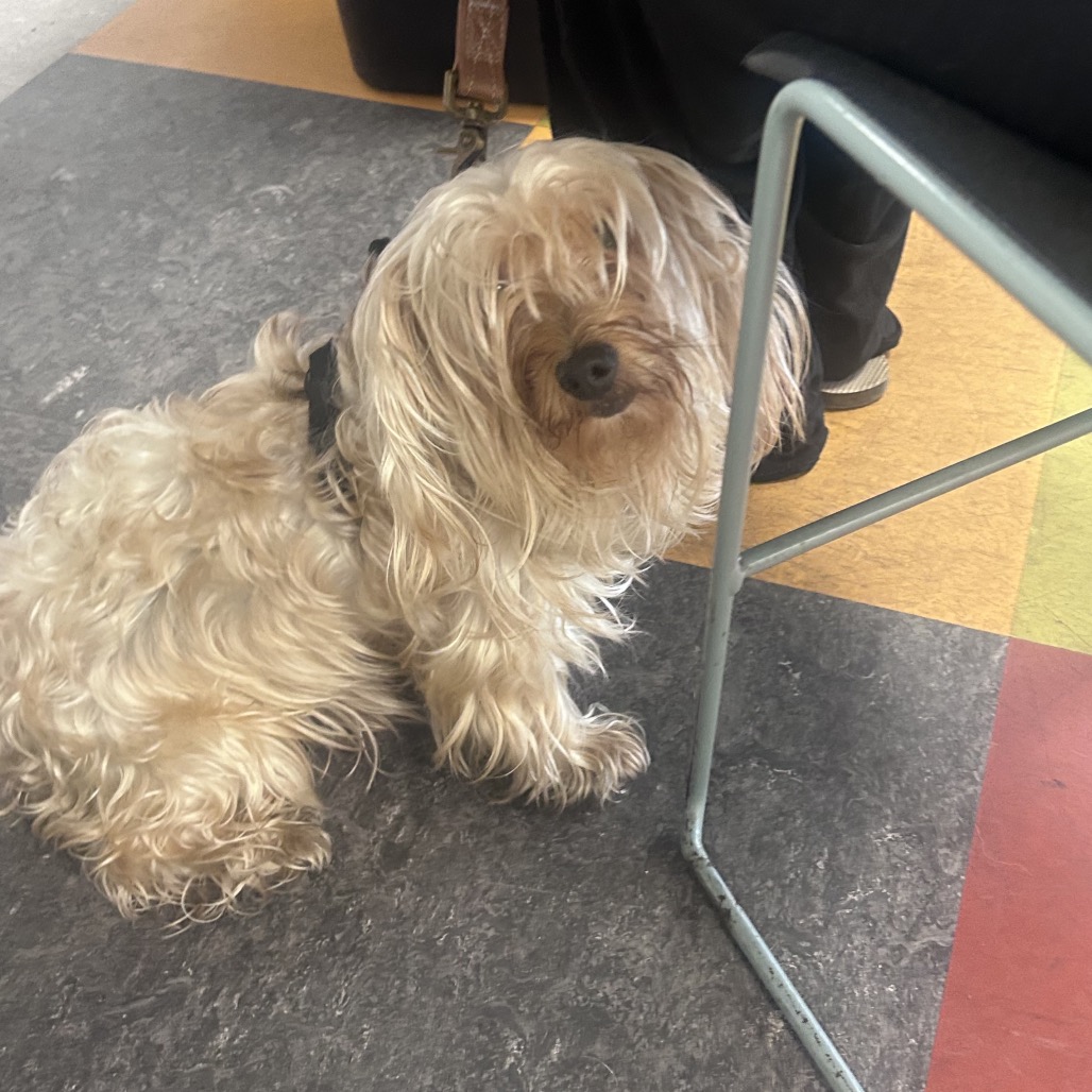Shelter Stray Female Dog last seen , Animal Care & Control Team of Philly, 111 W Hunting Park Ave, Philadelphia, PA 19140, USA