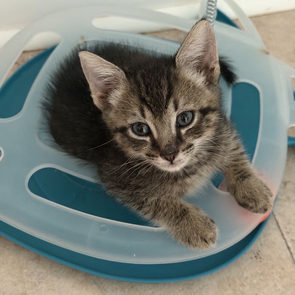 Shelter Stray Male Cat last seen , 8020 Washington St, Port Richey, FL 34668, USA