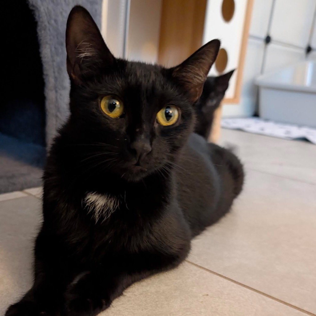 Shelter Stray Female Cat last seen , 8020 Washington St, Port Richey, FL 34668, USA