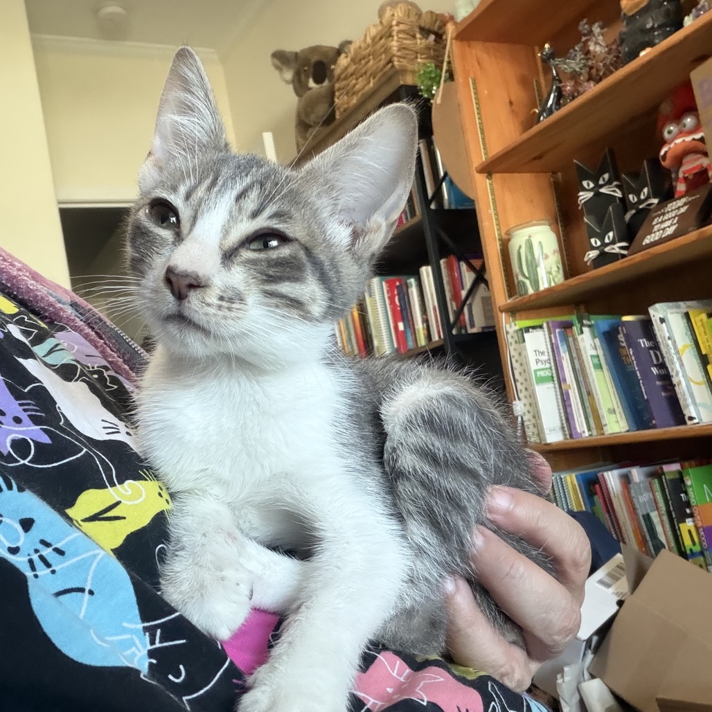Shelter Stray Female Cat last seen , 8020 Washington St, Port Richey, FL 34668, USA