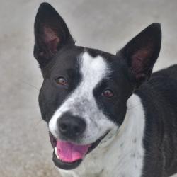 Shelter Stray Female Dog last seen , 3173 K-68 Hwy, Ottawa, KS 66067, USA