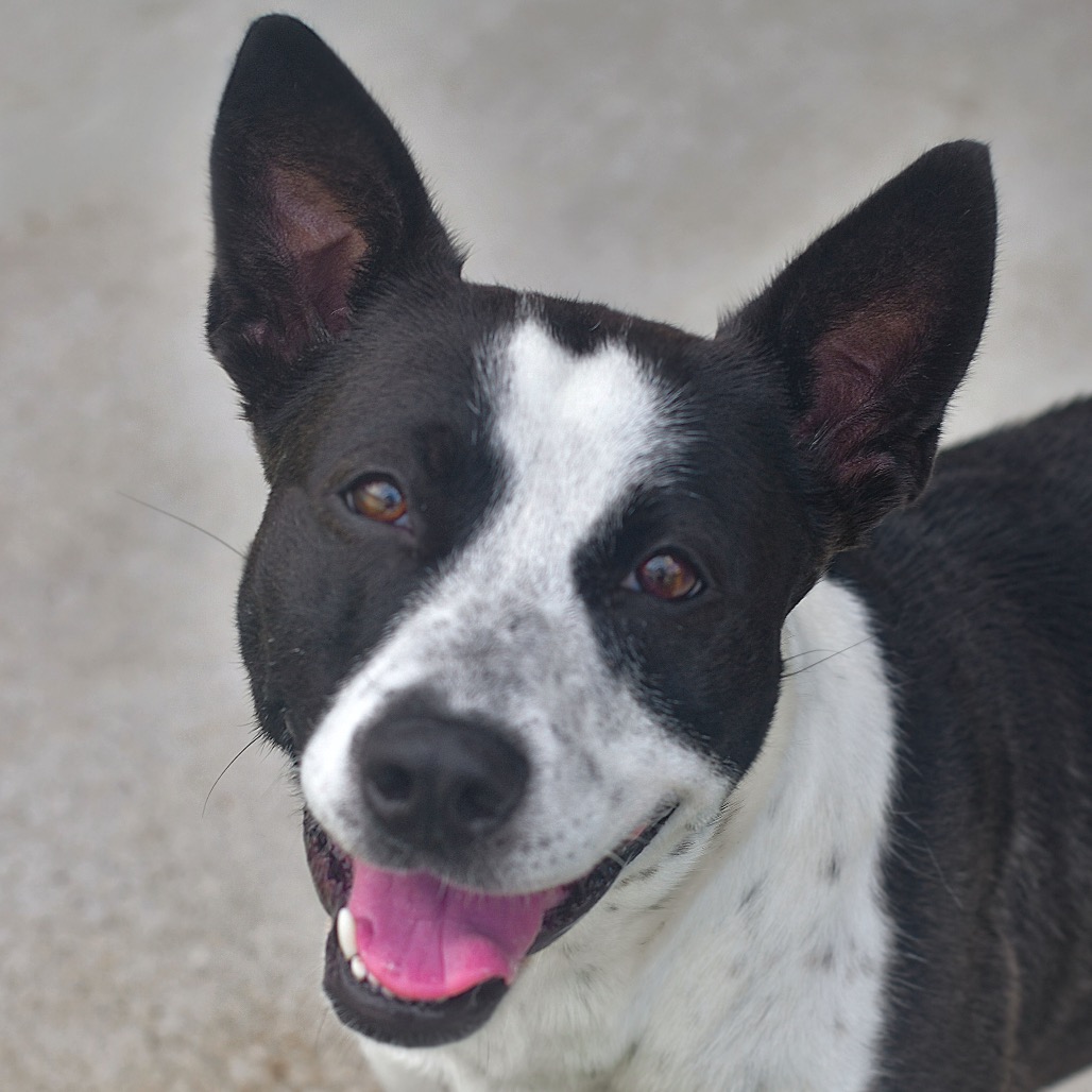 Shelter Stray Female Dog last seen , 3173 K-68 Hwy, Ottawa, KS 66067, USA