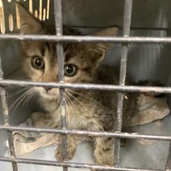 Shelter Stray Male Cat last seen , 901 N Haverty St, Pine Bluff, AR 71601, USA