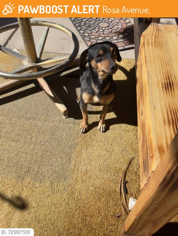 Found/Stray Male Dog last seen Rosa Ave Los Lunas NM 87031, Las Maravillas, NM 87031