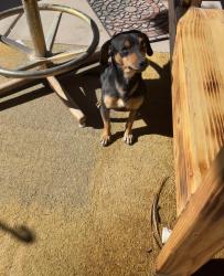 Found/Stray Male Dog last seen Rosa Ave Los Lunas NM 87031, Las Maravillas, NM 87031