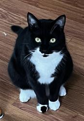 Reunited Male Cat last seen Brevator St, between Washington Ave and Lincoln Ave, Albany, NY 12226