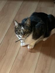 Lost Female Cat last seen Emerson dr, Palm Bay, FL 32907