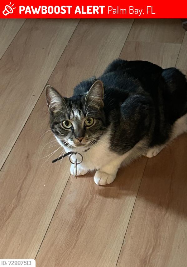 Lost Female Cat last seen Emerson dr, Palm Bay, FL 32907