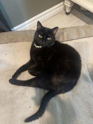 Reunited Female Cat last seen Near bayley springs ave, Las Vegas, NV 89142