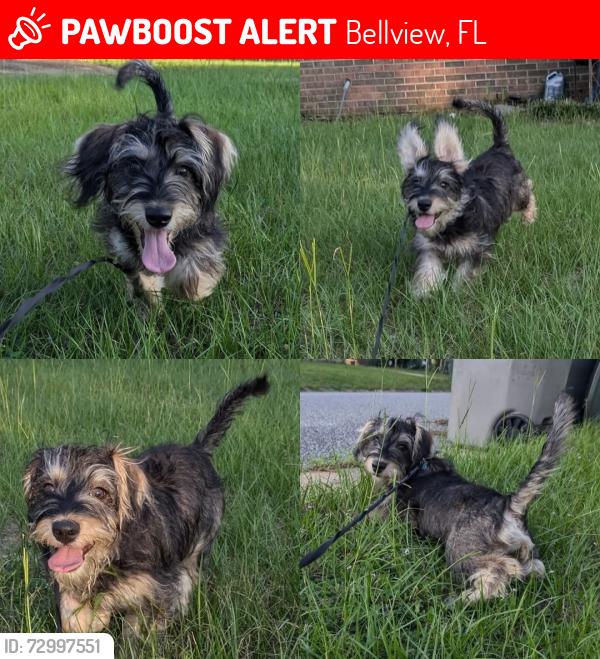 Lost Male Dog last seen Patricia Ave and Moore ave, Bellview, FL 32526
