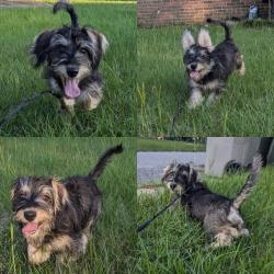 Lost Male Dog last seen Patricia Ave and Moore ave, Bellview, FL 32526