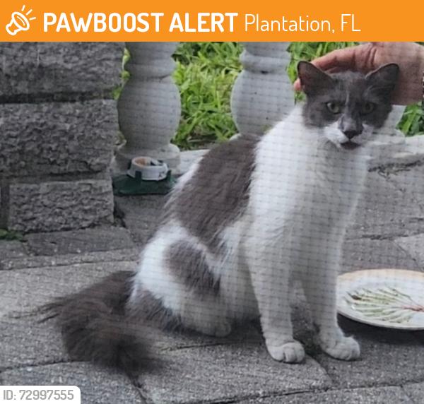 Found/Stray Female Cat last seen Plantation, Plantation, FL 33313