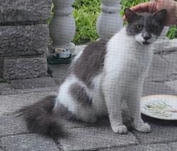 Found/Stray Female Cat last seen Plantation, Plantation, FL 33313