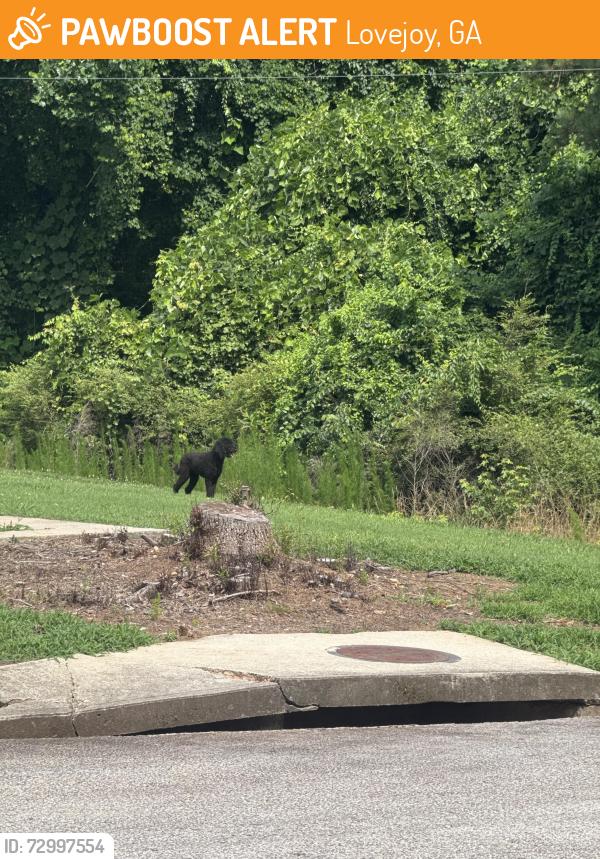 Found/Stray Unknown Dog last seen Gulfport dr Hampton ga, Lovejoy, GA 30228