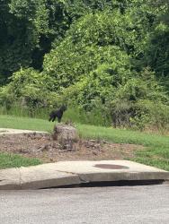 Found/Stray Unknown Dog last seen Gulfport dr Hampton ga, Lovejoy, GA 30228