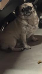 Found/Stray Male Dog last seen Rocky Knoll and Tawney Ridge lane, Victorville, CA 92394