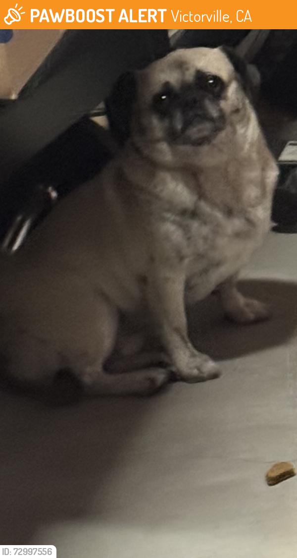 Found/Stray Male Dog last seen Rocky Knoll and Tawney Ridge lane, Victorville, CA 92394
